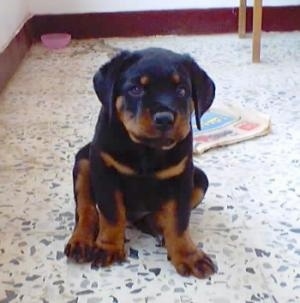 Front view - A small black and tan Rottweiler puppy is sitting on a white marble floor and it is looking forward. There is a newspaper on the floor behind it.