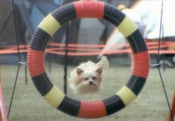 Lindsey the Yorkshire Terrier is jumping through a red, black and yellow circular tube agility ring on an obstacle course