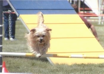 Lindsey the Yorkshire Terrier is jumping over a white and yellow agility bar obstacle
