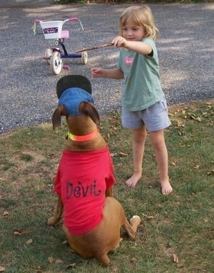 Sara is holding a stick over a sitting Allie the Boxer who is wearing a hat and a shirt with the word 'Devil' on the back with a tricycle in the background