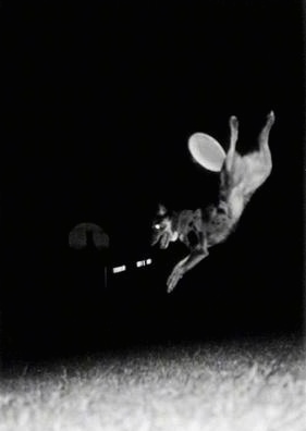 Black & White Photo of A dog in the air attempting to catch a frisbee outside. He is completly off of the ground with his paws spread and the frisbee is behind him