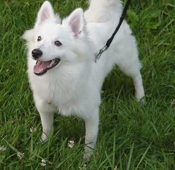 http://dogbreedinfo.com/images8/American_Eskimo_Dog_puppy.jpg