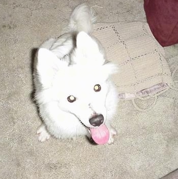 Topdown view of a white American Eskimo Puppy that is sitting on a carpet next to a bag with its mouth open and its tongue out. It is looking up.
