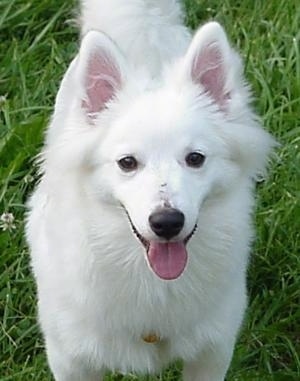 Close Up - A white American Eskimo puppy is standing outside with its mouth open and tongue out