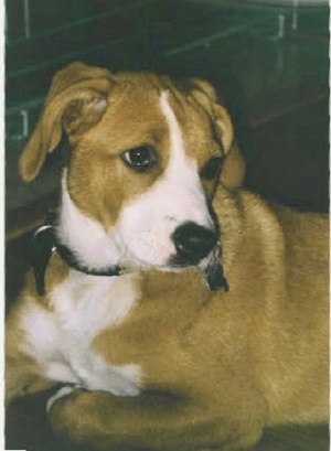 Close Up - The front left side of a brown with white Austrian Shorthaired Pinscher that is laying across a hardwood floor and it is looking to the right.