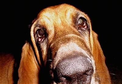 Close Up - Sadie the Bloodhound looking deep into the camera with the focal point on the snout