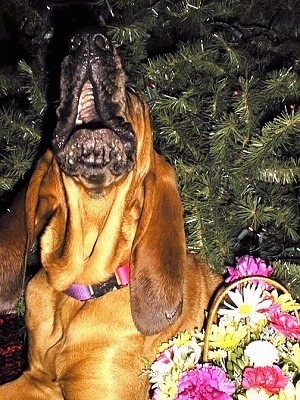 Close Up - Sadie the Bloodhound howling under a Christmas tree
