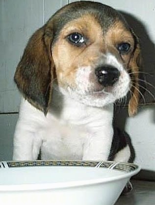 Close Up - A brown, tan and white tricolor with Beagle puppy is sitting in front of a cereal bowl of milk with its head tilted to the side and a smerk on its face.