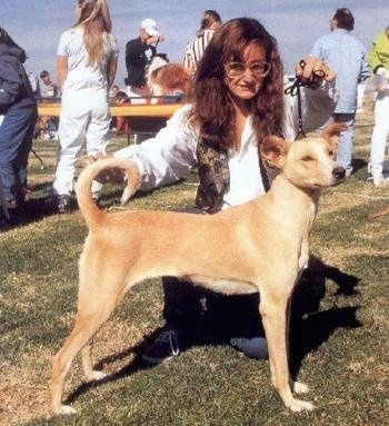 Right Profile - A Cretan Hound dog is being posed by a person at a dog show.