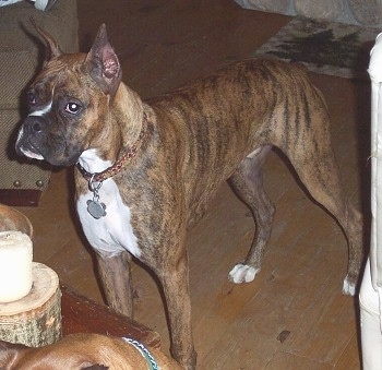 Caesar the Boxer standing on a hardwood floor in front of a coffee table