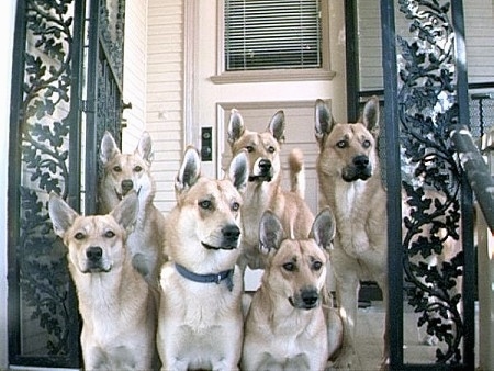 Six Carolina Dogs are sitting on the steps of a house and looking to the right