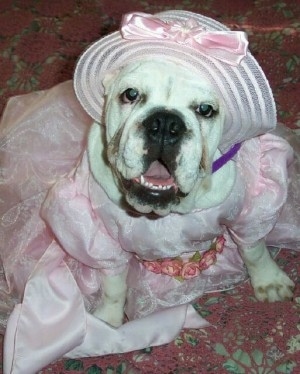 bulldog dress up