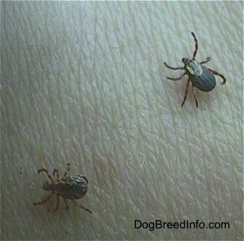 Two ticks are crawling on a persons skin.