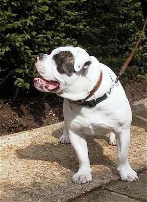 Harvey the white with brown brindle Dorset Olde Tyme Bulldogge is standing in front of a bush and looking to the left