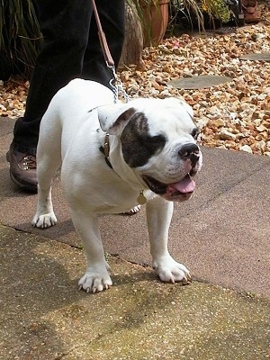 Harvey the white with brown brindle patched Dorset Olde Tyme Bulldogge is walking on a pathway and there is a person walking behind him