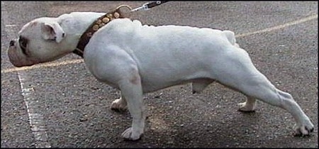 Mastini's Lord Horatio Nelson the white Dorset Olde Tyme Bulldogge is pulling forward while on a leash.