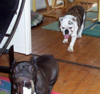 A black French Bulldog with a toy in its mouth is running away from a grey brindle and white Bulldog