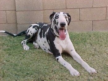 A black and white harlequin Great Dane is laying in grass in front of a cinder block wall