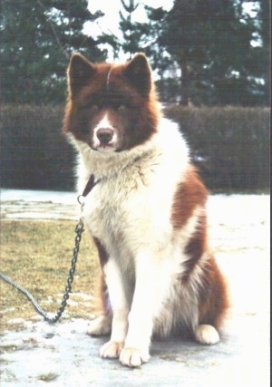 A brown and white Greenland Dog is sitting in a driveway next to grass