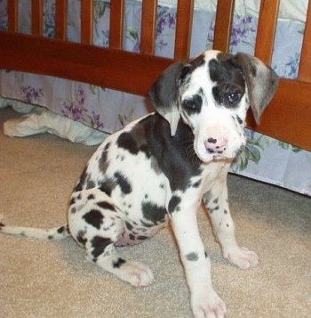 A black and white harlequin Great Dane Puppy is sitting in front of a brown wooden baby crib looking down and to the left