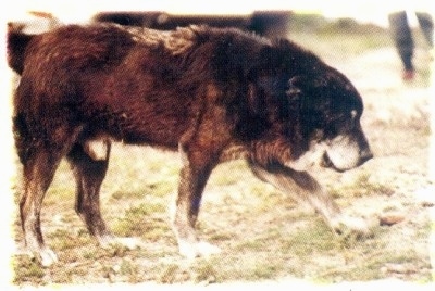 A black with white Greek Sheepdog is looking down and moving across a lawn