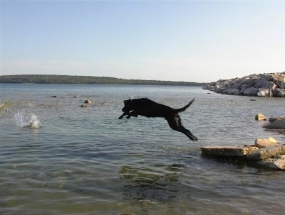 Hunter the Black Lab is in mid-air jumping into a body of water
