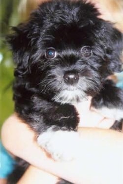Close Up - A black with white Havanese puppy is being held up in a persons arm