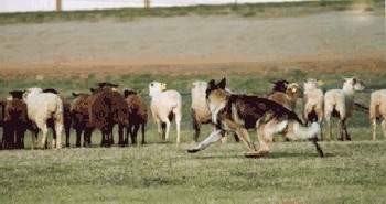 A German Shepherd is running around behind a herd of sheep out in a field of grass.