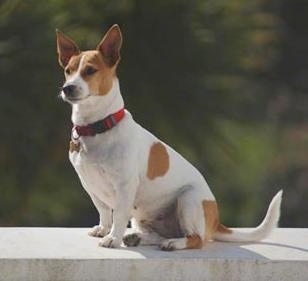 American Jack Russell
