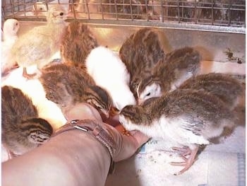 Five keets are eating food out of a hand inside of a silver cage lined with paper towels.