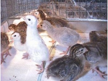 Six keets are looking to the left of the cage. Three keets are looking to the right of the cage