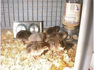 Six fuzzy keets are standing on wood chips. Two are eating out of a feed dispenser and two are walking towards the feed dispenser