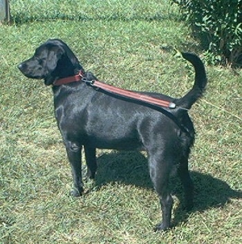 A black Labrador Retriever is standing in grass and looking to the left with its tail up.