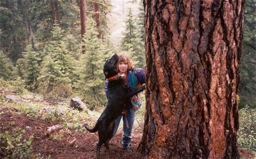 A Leopard Cur is jumped up against a tree and looking up. There is a little brown-haired girl behind it.