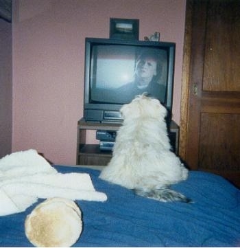 Quigley the Lhasa Apso Puppy is laying at the edge of a bed and watching a TV