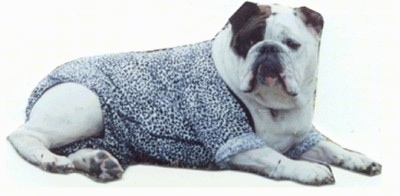 Mugzy the Bulldog is laying down and wearing a shirt that is white, but covered in black dots