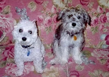 Two Schnoodles are sitting on a flower print couch and they are looking forward. The first dog is white and the second dog is gray.
