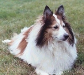 The front left side of a fluffy white with brown and black Shetland Sheepdog that is laying across grass and looking to the right.