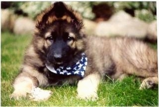 Close up front side view - A small fluffy tan with black Shiloh Shepherd puppy laying in grass wearing an American flag bandana looking forward. Its ears are pinned up to a point that looks like a triangle on the dogs head.