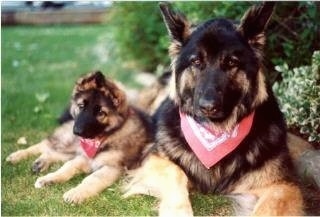 Close up of two dogs, a puppy and an adult dog both wearing red bandannas - A black with tan Shiloh Shepherd dog and a black with tan Shiloh Shepherd puppy laying against the bigger Shiloh Shepherd.