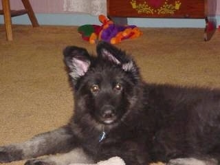 Close up - The left side of a fuzzy black with tan Shiloh Shepherd puppy that is laying across a carpeted surface and it is looking forward.