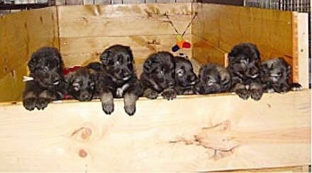 A litter of Shiloh Shepherd puppies are all lined up in a row against the wooden wall of their whelping box.