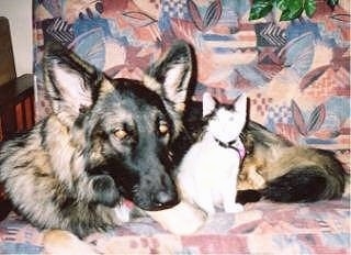 A black and tan Shiloh Shepherd dog with golden brown eyes is laying down on a chair and there is a cat sitting next to it. The dog's head is larger than the cat.