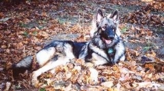 The right side of a black with tan Shiloh Shepherd that is laying on a surface that is riddled with brown fallen leaves and it is looking to the right, its mouth is open and it looks like it is smiling.