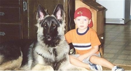 A boy in a red hat is sitting next to a black with tan Shiloh Shepherd that is laying across a carpeted surface and they are looking forward. The dog is bigger than the child.