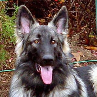 Close up head shot - A black with grey and tan Shiloh Shepherd is standing in grass, it is looking forward, its mouth is open and its tongue is sticking out. It has a single black dot on its tongue.