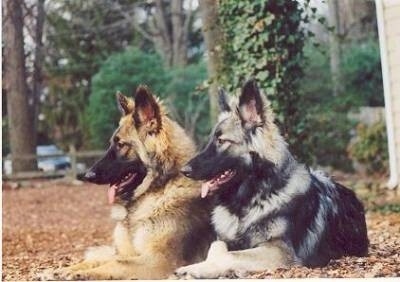 Two Shiloh Shepherds are laying on the ground that is covered in brown leaves looking to the left and they are both panting. One dog is gray and black and the other is tan and black.