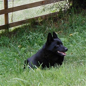 A black Schipperke is laying in grass, it is looking to the right and it is panting. It has perk ears and is looking sideways out of the corner of its eye.