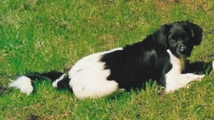 The back right side of a black and white Stabyhoun that is laying across a grass surface and it is looking forward. The dog has a long fluffy tail that is sticking out almost level with its body.