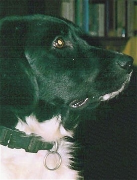 Close up - The right side of a black and white Stabyhouns face. The dog is wearing a black collar.